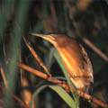 african birds