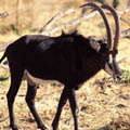 antelopes