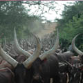 cattle