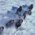 canadian mammals