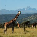 giraffe