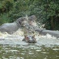 hippo