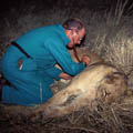 lions