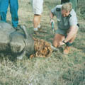 rhino