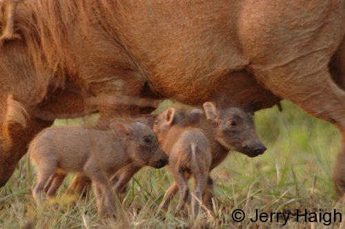 Three new warthogs