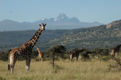 African hoofed animals