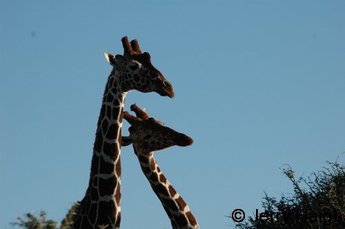 Reticulated Giraffes necking