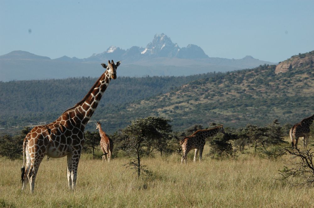 Reticultated giraffes and Mt. Kenya