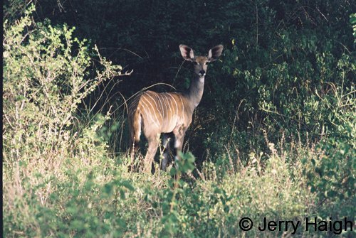 Lesser kudu female
