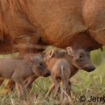 Three new warthogs