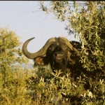 Buffalo bull
