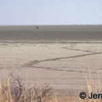 Gemsbok