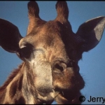 Masai Giraffe face