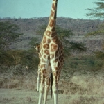 Reticulated Giraffe