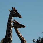 Reticulated Giraffes necking