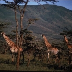 Masai Giraffes and the Ngong hills