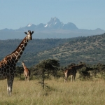 Reticultated giraffes and Mt. Kenya