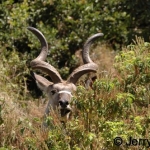 Greater Kudu