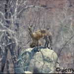 Three Klipspringer on a rock