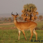 Uganda kob