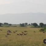 Kob below the Ruwenzori mountains