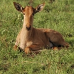 Hartebeest calf