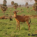 Hartebeest and Bourassas palms