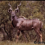 Greater kudu bull