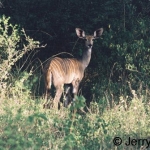 Lesser kudu female