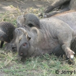 Banded mongooose and warthog