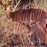 Nyala cow & young