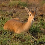 Oribi
