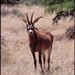 Roan bull