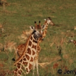 Rothschild giraffes