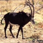 Sable antelope bull
