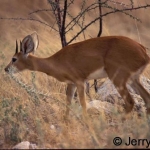 Steenbok