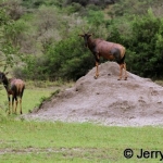 Topi on termite mound
