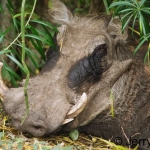 Warthog