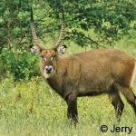Waterbuck male