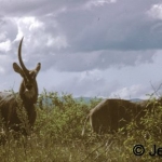 Waterbuck pair
