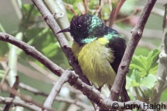 African Birds