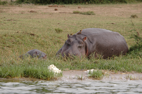 Yellow-billed oxpecker, Hippo and young. QE NP, Uganda
