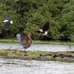 11-eagle-attack-heron-72