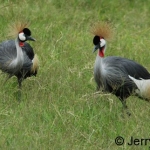 2-cranes-mburo-500