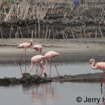 4-flamingos-katwe500