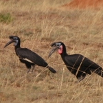 Abby-grd-hornbill2-crop-72re-
