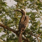Afr-Grey-hornbill500