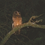 African-Wood-Owl.-Murchison-Falls-NP-Uganda