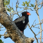 Bateleur eagle