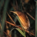 Bittern-100
